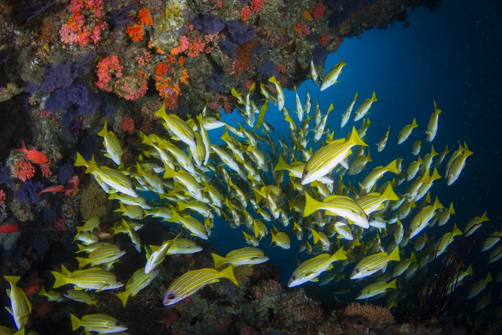 Boutique Beach All Inclusive Diving Hotel Дігура Екстер'єр фото