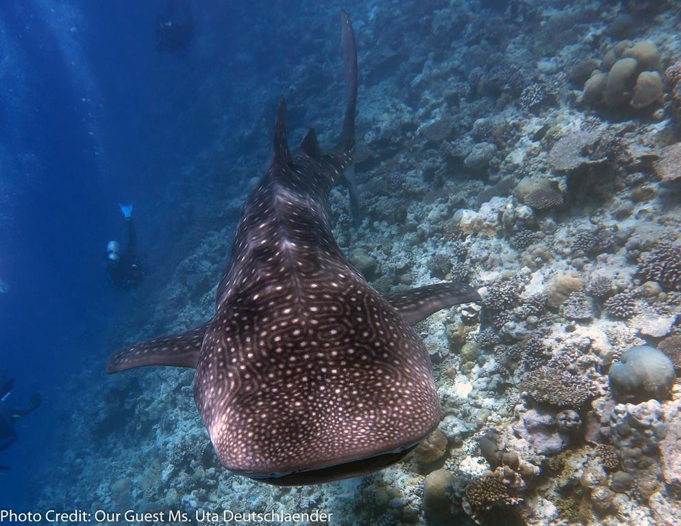 Boutique Beach All Inclusive Diving Hotel Дігура Екстер'єр фото