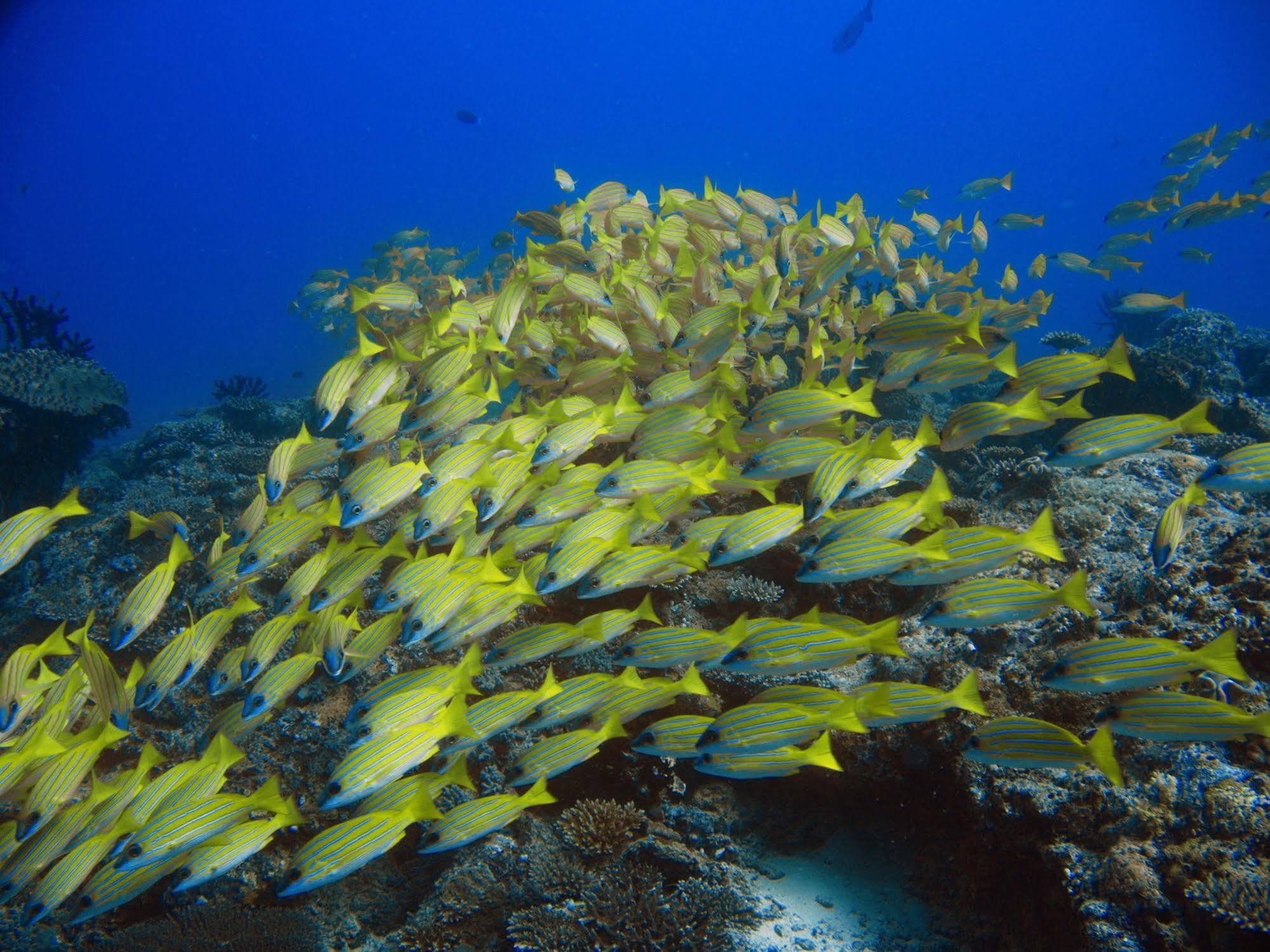 Boutique Beach All Inclusive Diving Hotel Дігура Екстер'єр фото